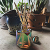 PRISMA Iridescent Glass XL Reed Diffuser 🌈💥